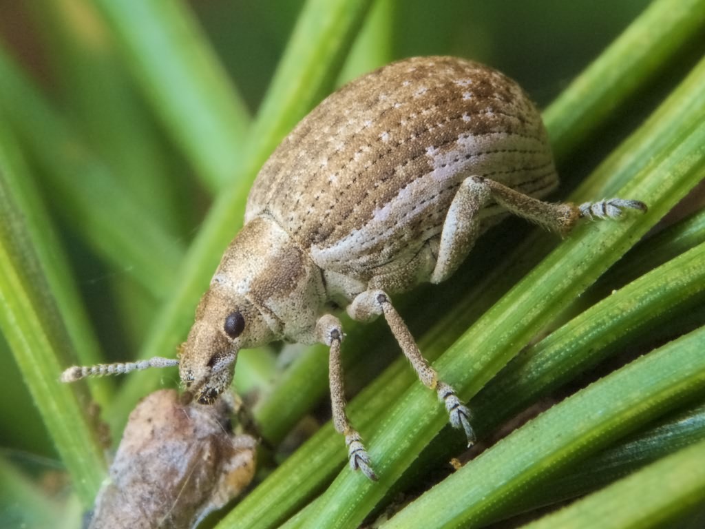 Attactagenus albinus (Boheman, 1833)
